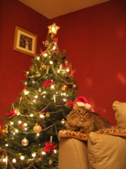 Toonces