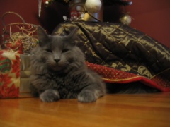 Toonces and Jax