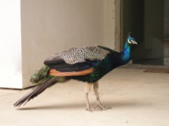 P1010063