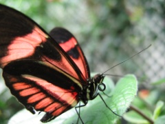 Butterfly Conservatory - Apr 2006