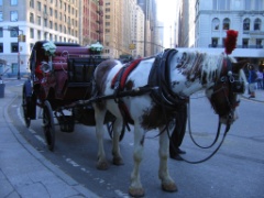 IMG_4729
