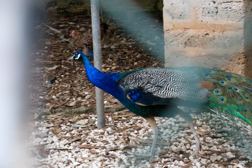 _MG_6536