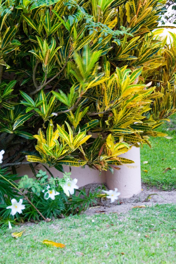 _MG_6457