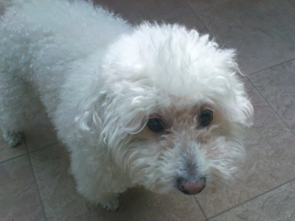 2008-10_Beppe_013