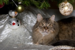 Christmas Card Shoot - Dec 2008