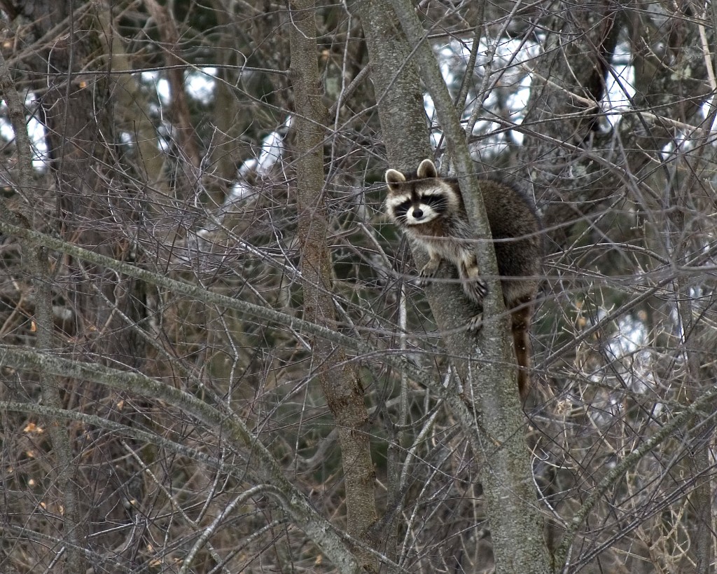 Winter-Racoon