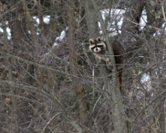 Daytime Racoon - Feb 2008