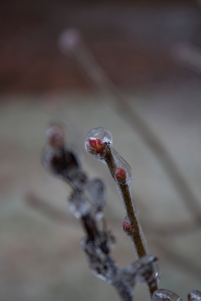 2008-12_IceStorm_015