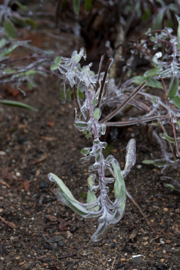 2008-12_IceStorm_019