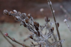 2008-12_IceStorm_013