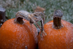 2008-12_IceStorm_030
