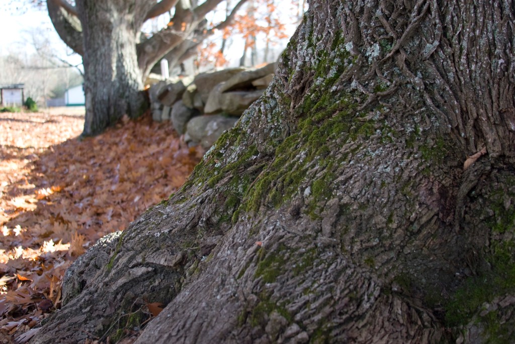 2008-11_Walk_007