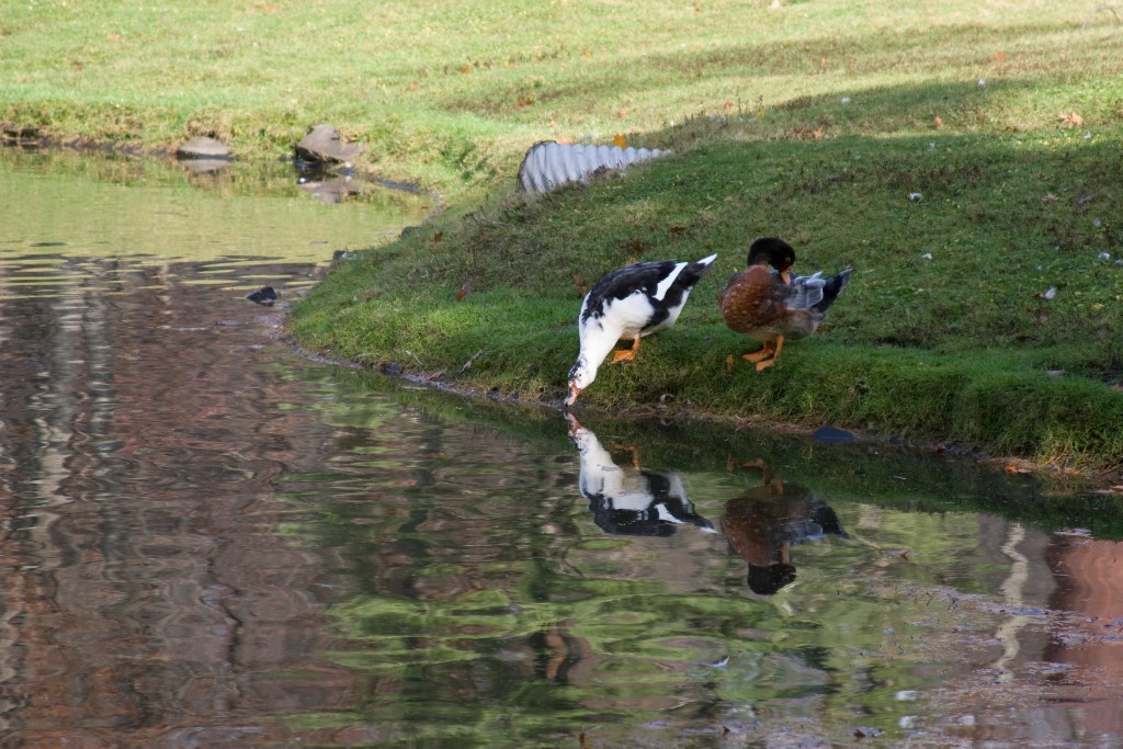 2008-11_Walk_029