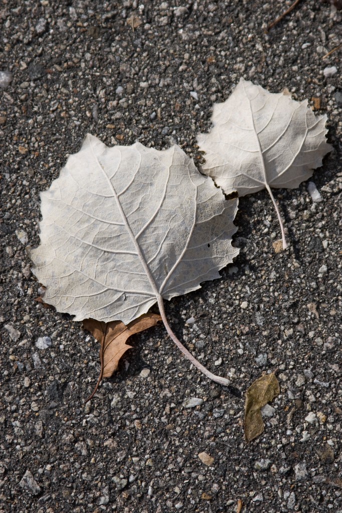 2008-11_Walk_037