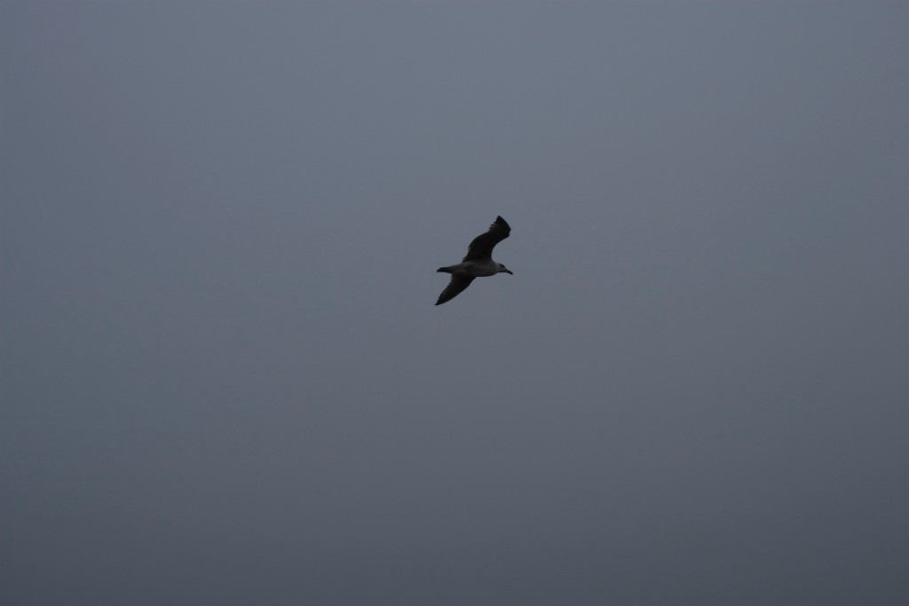 2008-09_YorkMaine_010