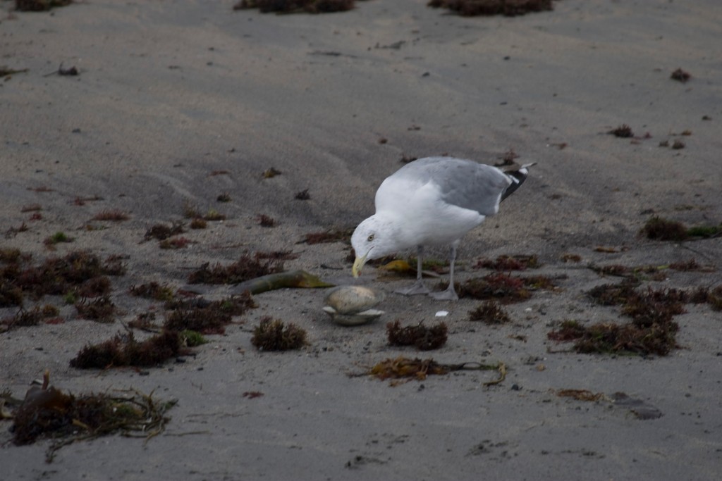 2008-09_YorkMaine_125