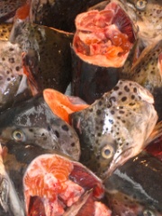 2009-11_TaraAmsterdam_236