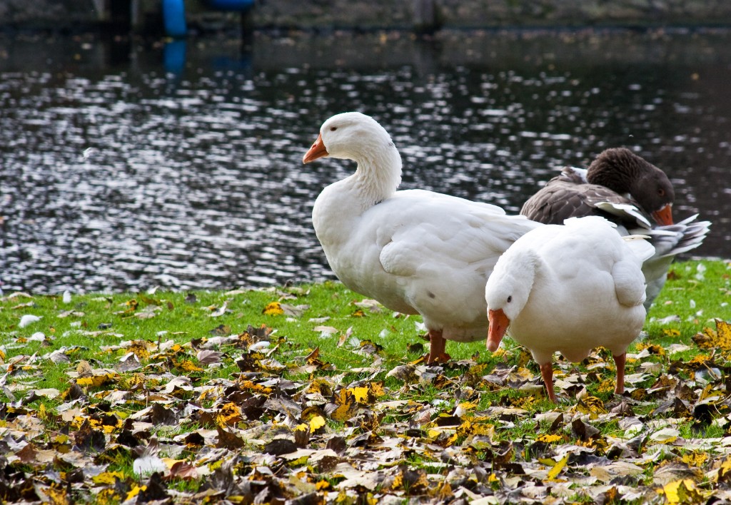 2009-10_Amsterdam_280