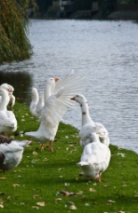 2009-10_Amsterdam_263