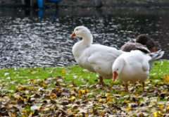 2009-10_Amsterdam_280