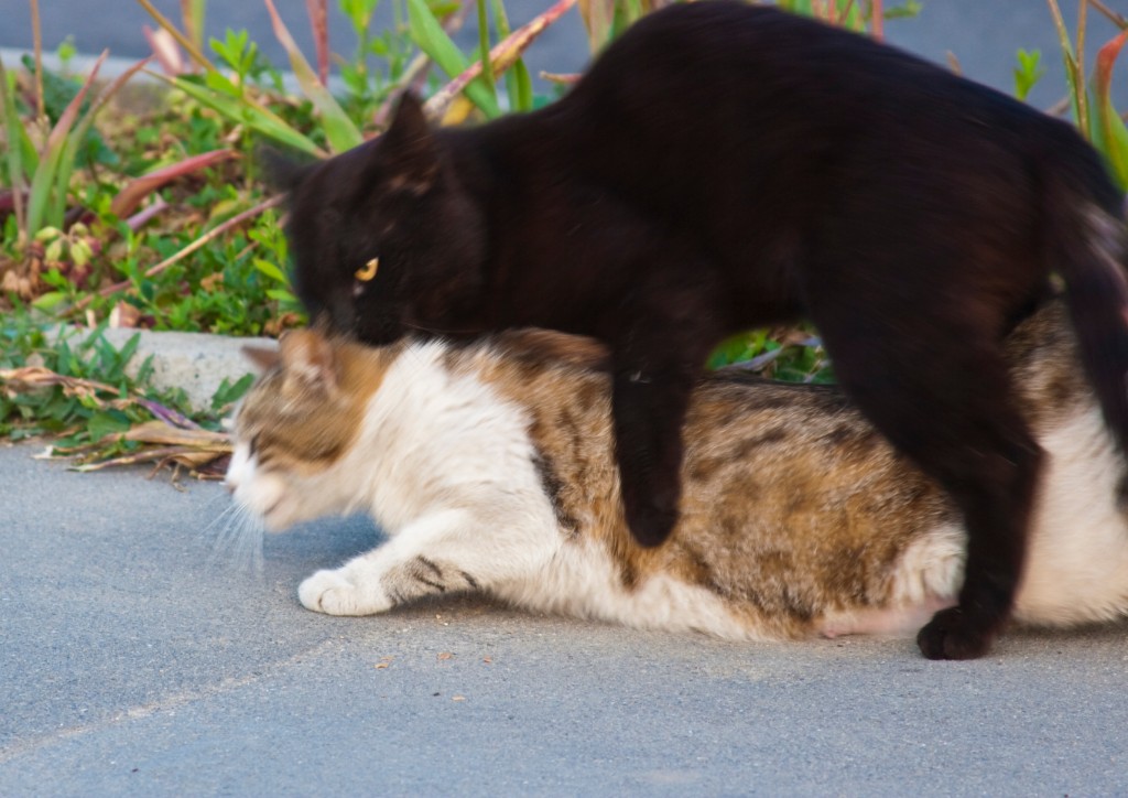 2009-05_Istanbul_141