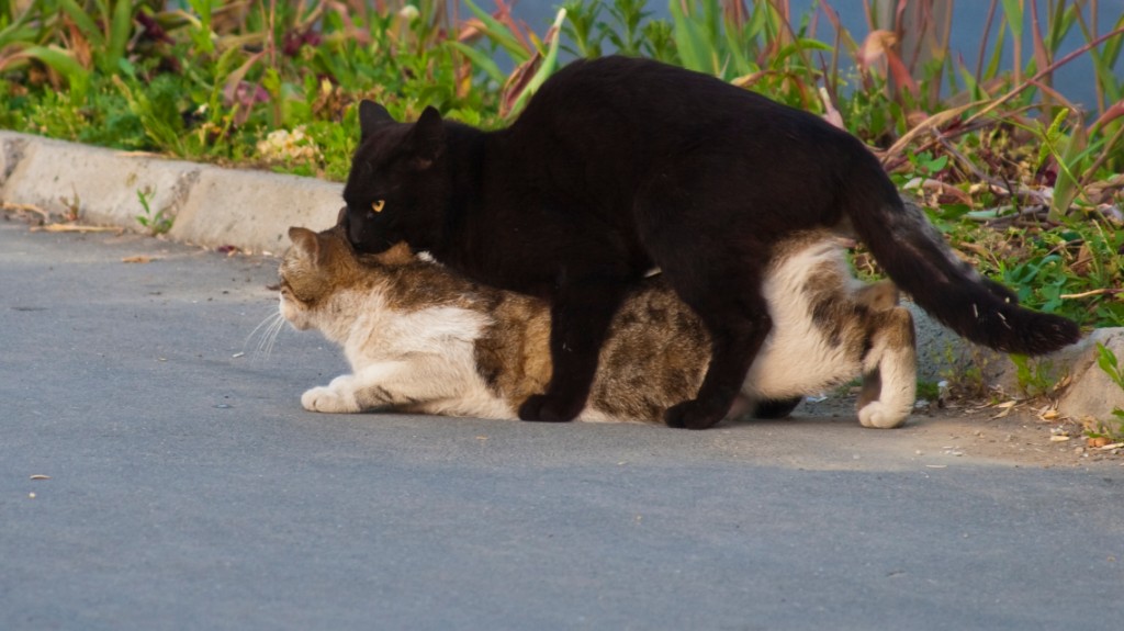 2009-05_Istanbul_157