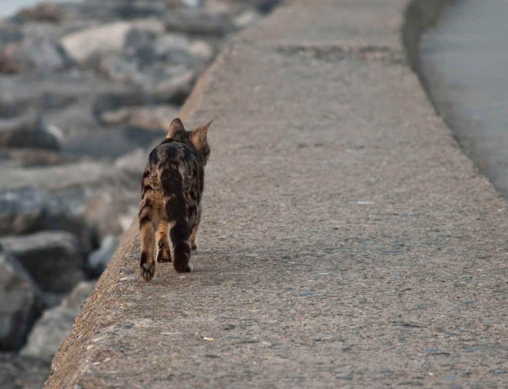 2009-05_Istanbul_160