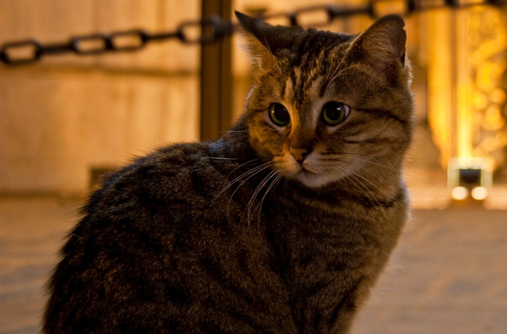 2009-05_Istanbul_326