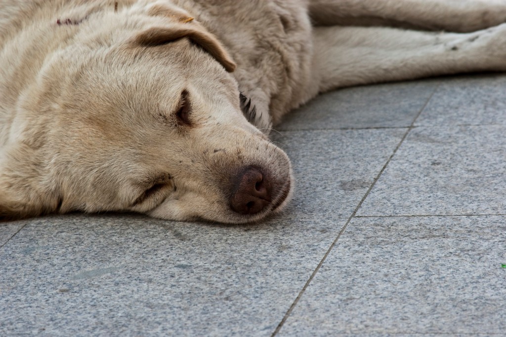 2009-05_Istanbul_627
