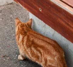 2009-05_Istanbul_063