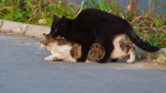 2009-05_Istanbul_157