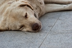 2009-05_Istanbul_627