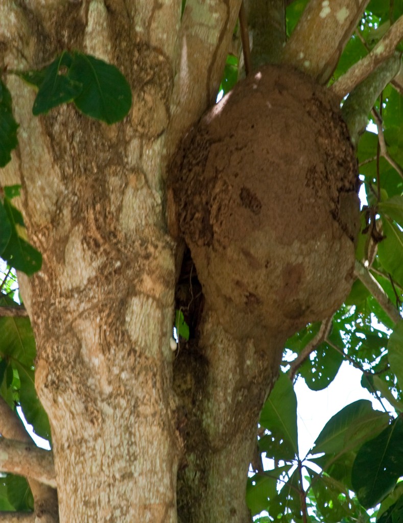 2009-09_Jamaica_117