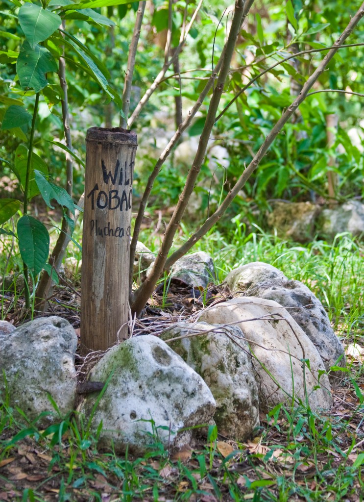 2009-09_Jamaica_178