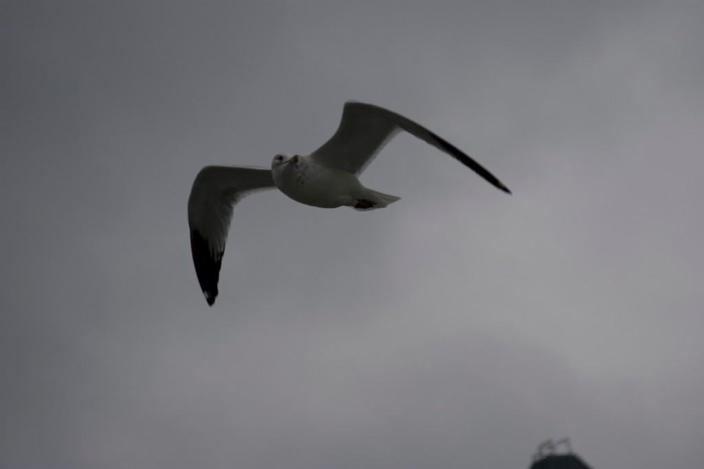 2009-02_NewYork_044