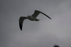 2009-02_NewYork_044