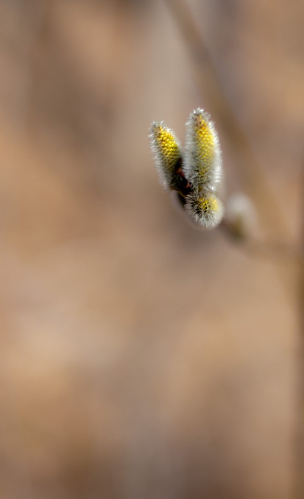 2010-03_Dover_019