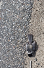 2010-03_Dover_006