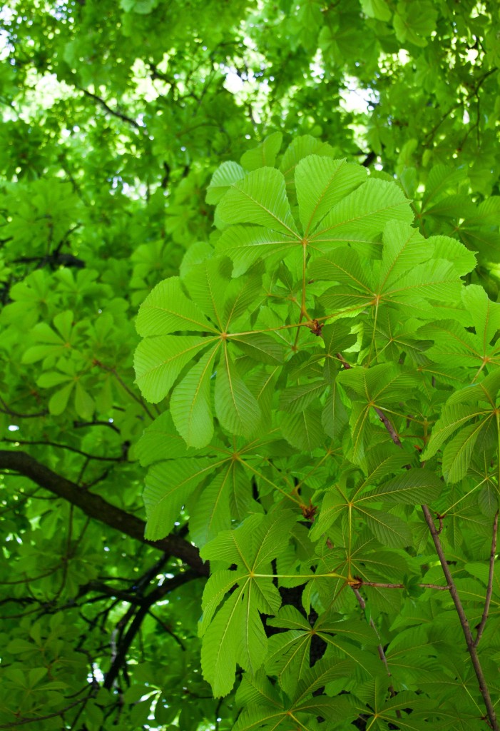 2010-04_Italia_1626