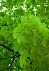 2010-04_Italia_1626
