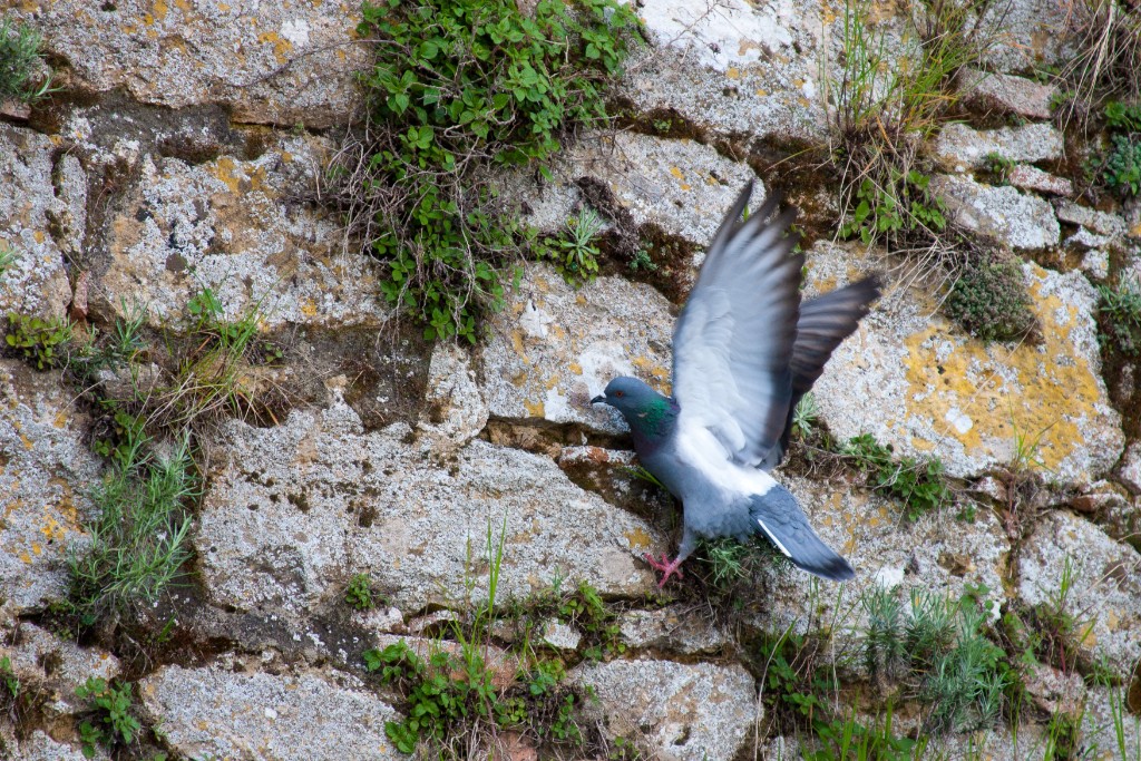 2010-04_Italia_1275
