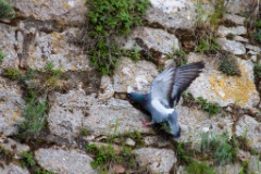 2010-04_Italia_1278