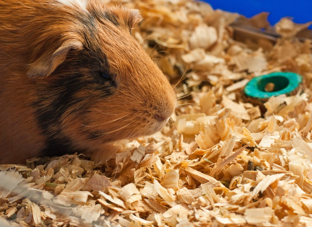 2011-01_GP_063