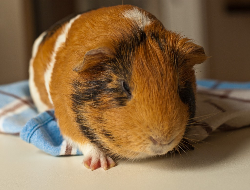 2011-01_GP_126