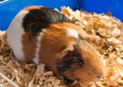 2011-01_GP_053