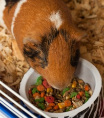 2011-01_GP_106