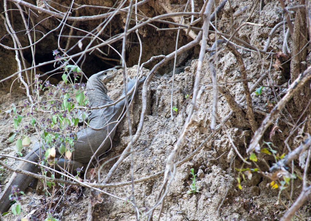 2011-03_India_1269