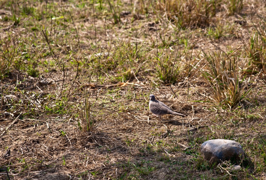 2011-03_India_1276