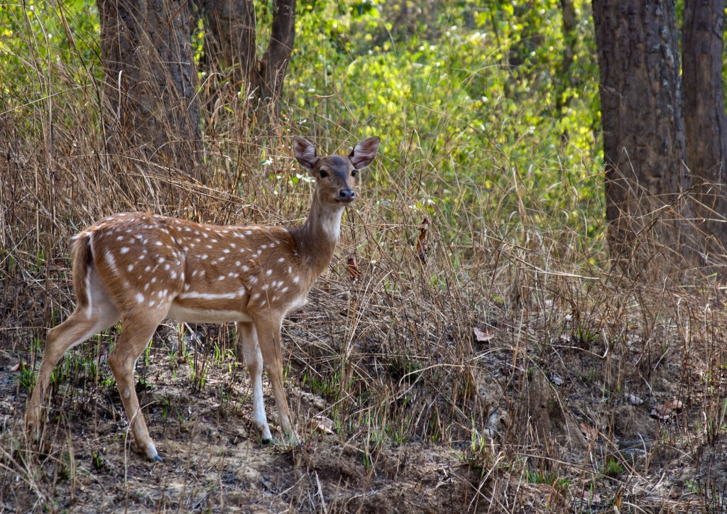 2011-03_India_1282
