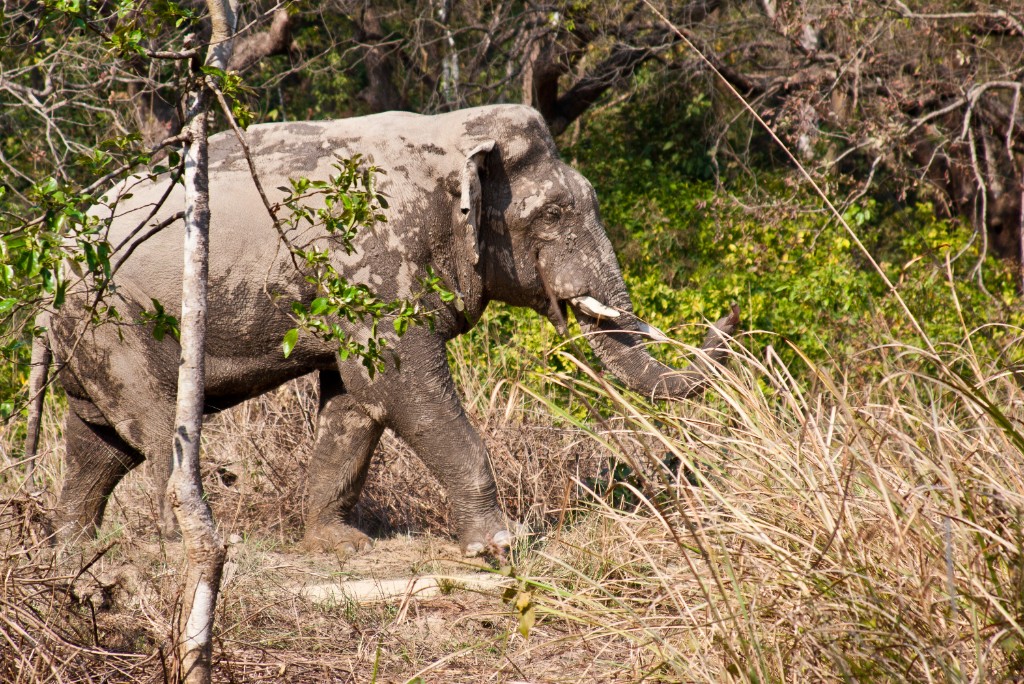 2011-03_India_1284
